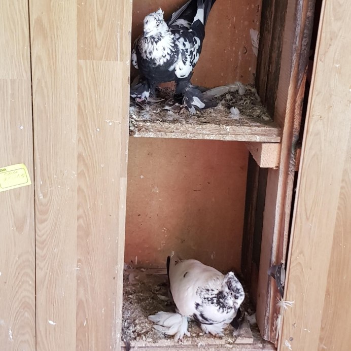 Андижанские голуби Чили