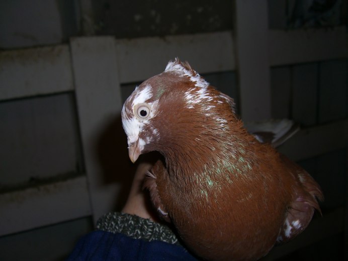 Порода голубей андижанцы