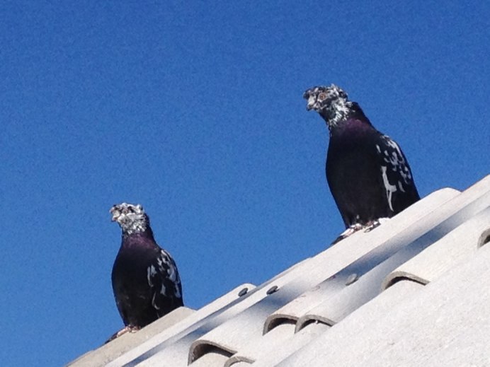 Андижанские двухчубые голуби