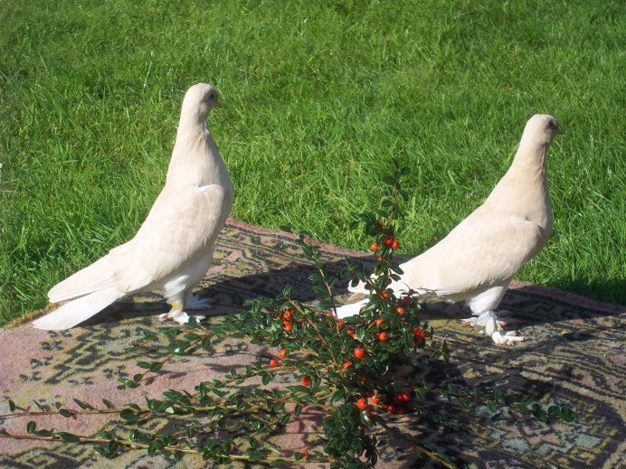 Бойные двухчубые голуби Сибири