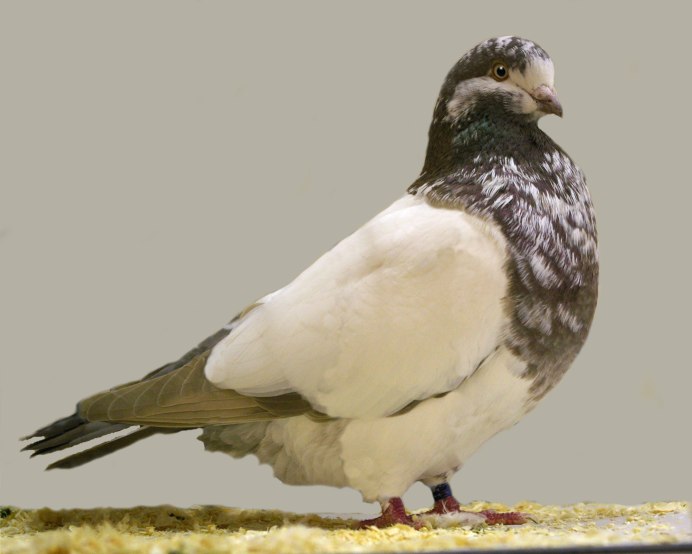 Узбекские бойные голуби