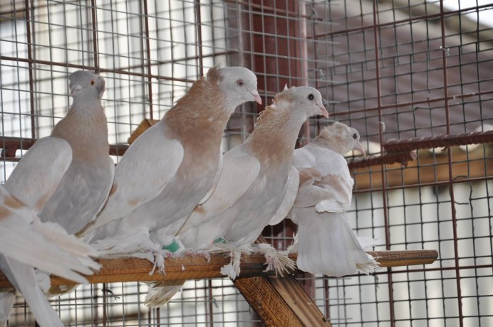 Крымские голуби высоколетные