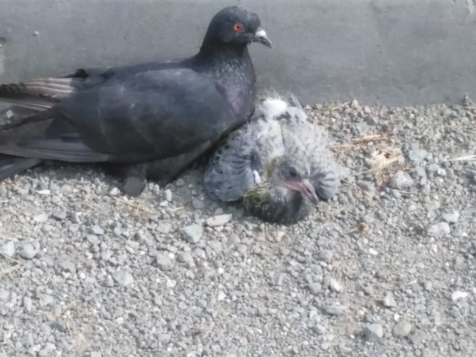 Белый голубь с красным хвостом