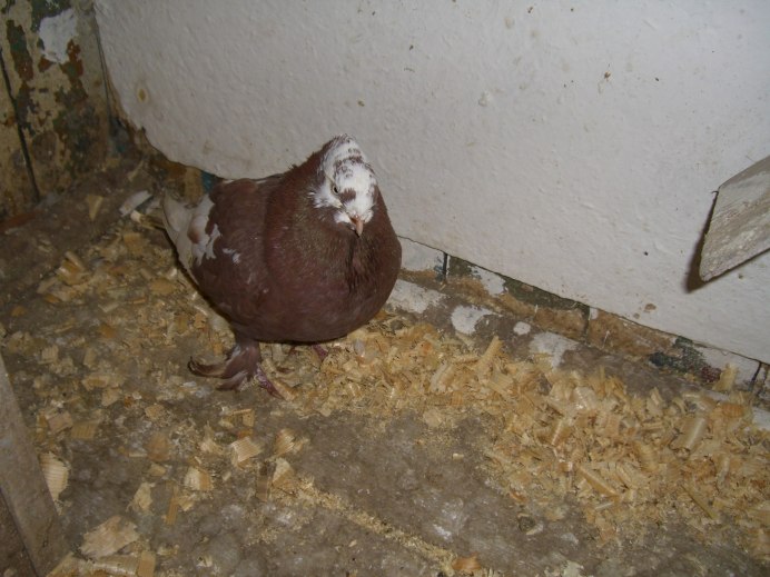 Андижански голуби хака