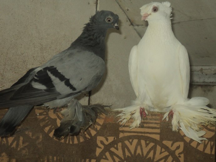 Городские голуби фото