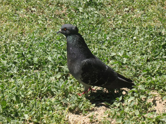 Голуби Агасиевские белые