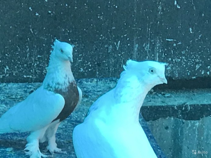 Голуби спортивные Москва