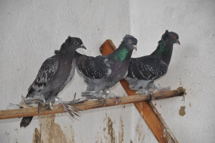 Андижанские высоколетные голуби стандарт