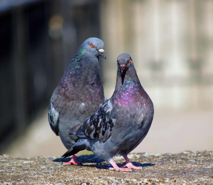 Тип гнездования голубя
