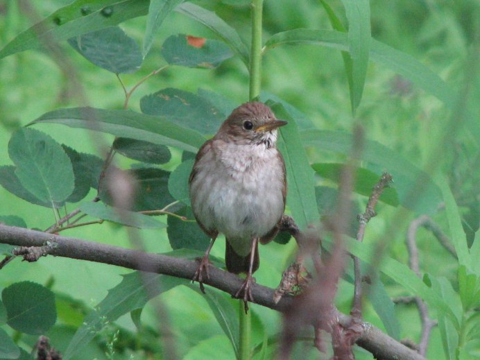 Желтоголовый Королек птичка