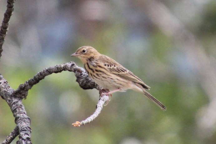 Еловый Лесной певун