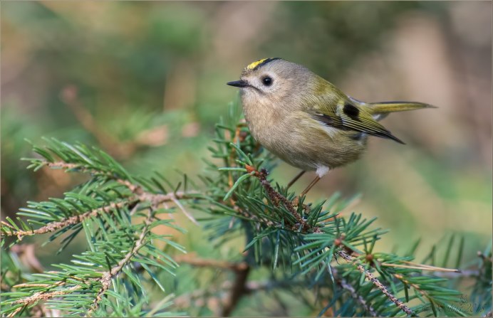 Миртовый Лесной певун
