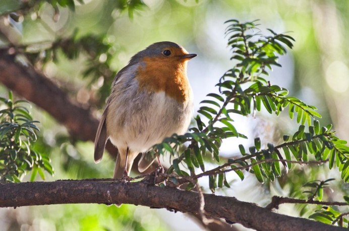 Птицы леса Дубонос