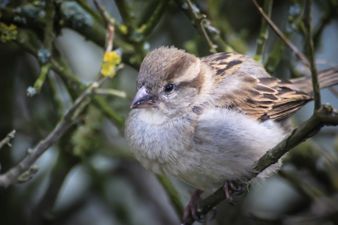Pycnonotus leucogenys