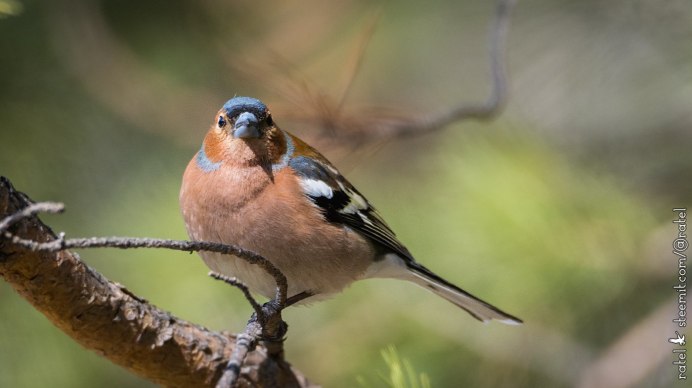 Сибирский конек