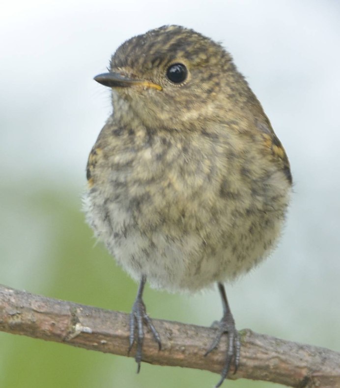 Малая мухоловка птица