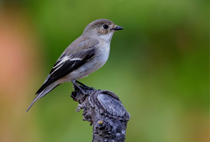 Красногрудые зяблики