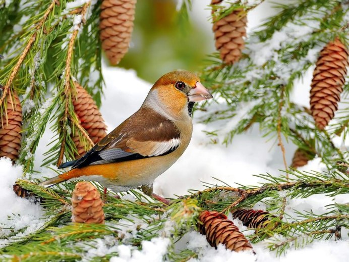 Маленькие Лесные птички