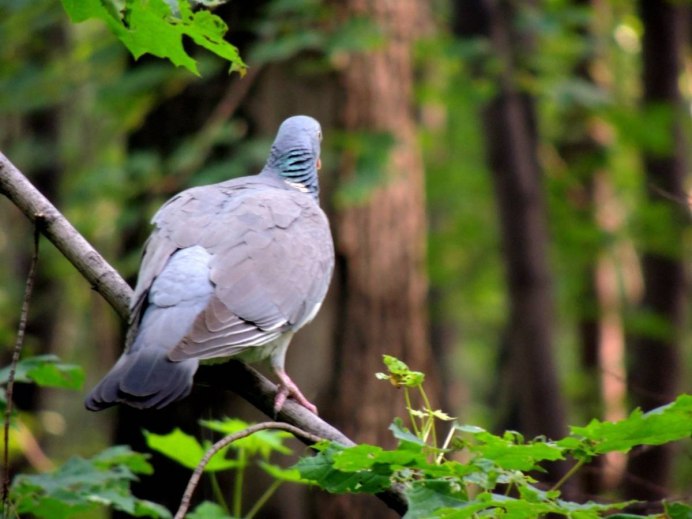 Вяхирь (Columba palumbus)