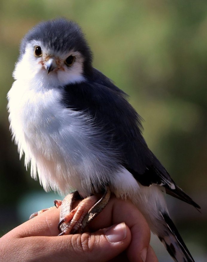Желтоголовый королёк (Regulus Regulus)