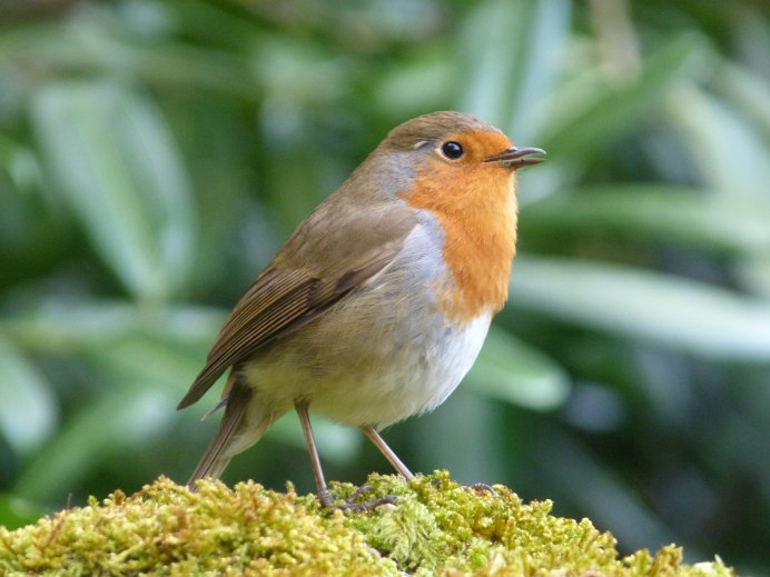 Carduelis Spinus