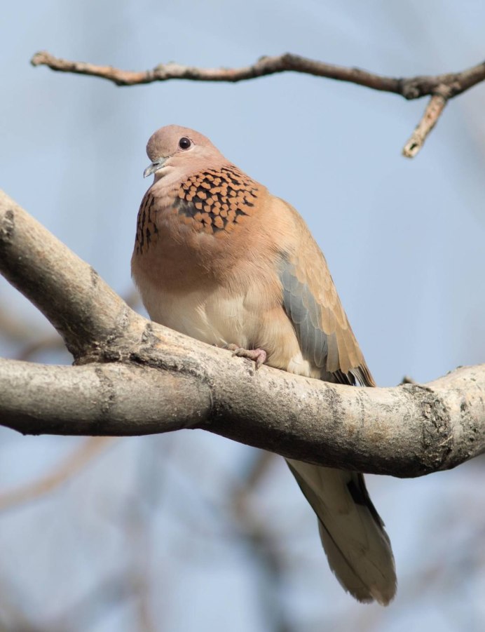 Птица малая Горлица