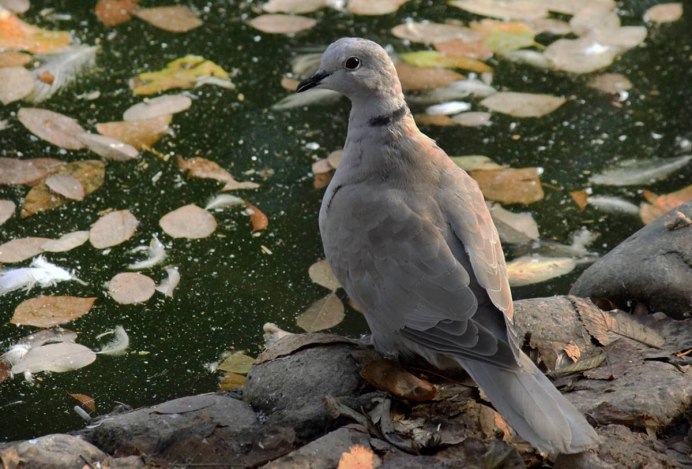 Кольчатая Горлица