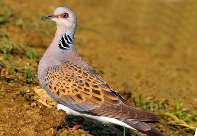 Среднеазиатская Горлица