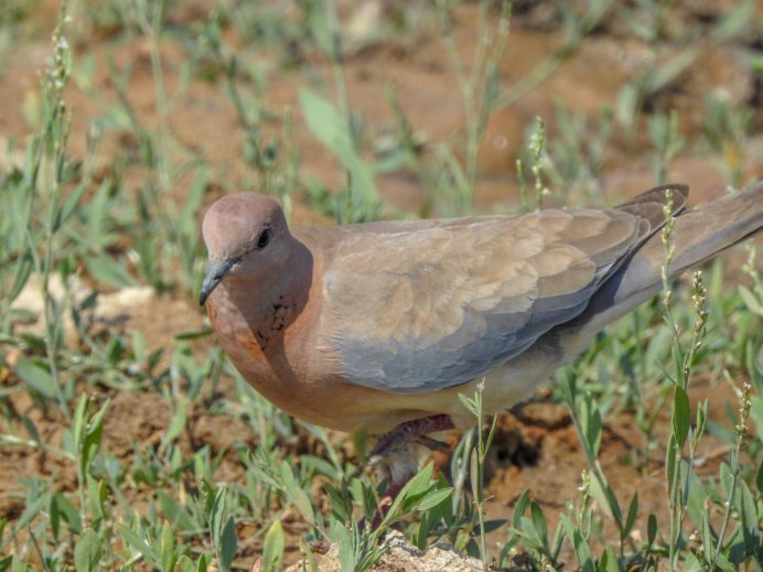 Голубь Горлица обыкновенная