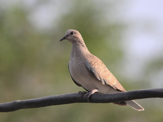 Кольчатая Горлица Streptopelia decaocto