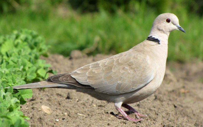 Горлица птица