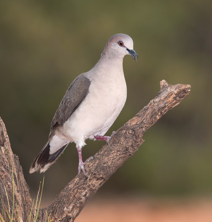 Степная Горлица