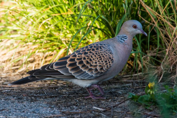 Среднеазиатская Горлица