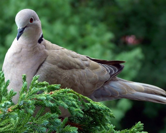 Горлица обыкновенная