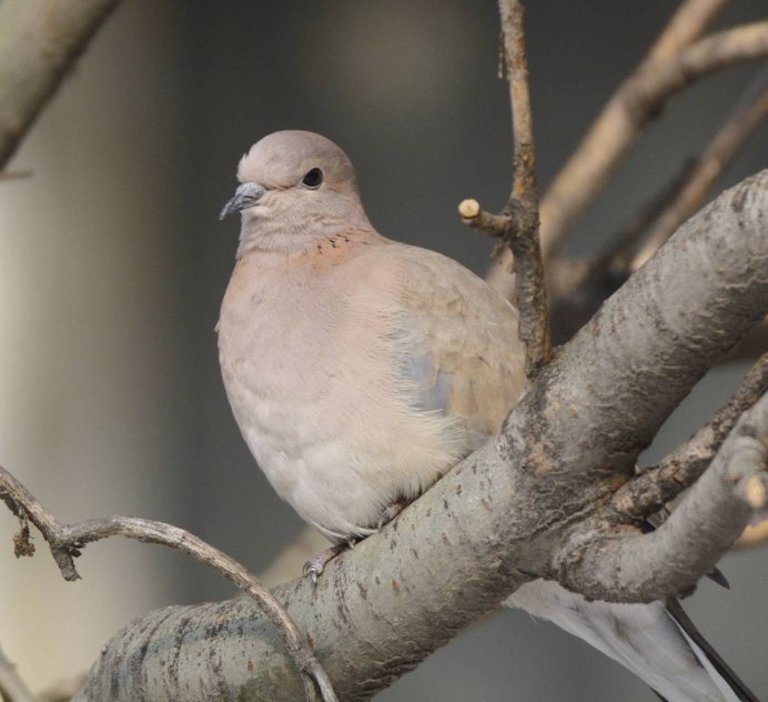 Египетская Горлица