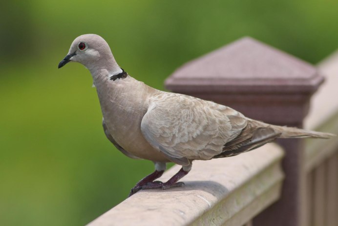 Горлица Горлица голубь