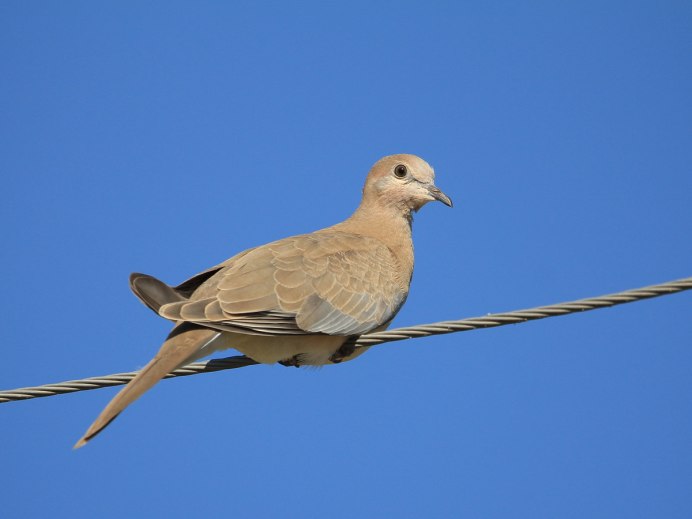 Горлица самец