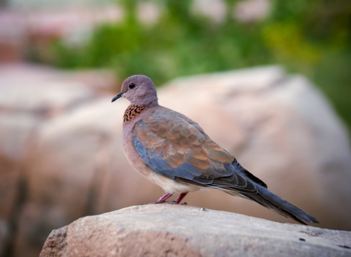 Горлица обыкновенная