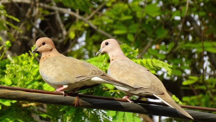 Сенегальская Горлица