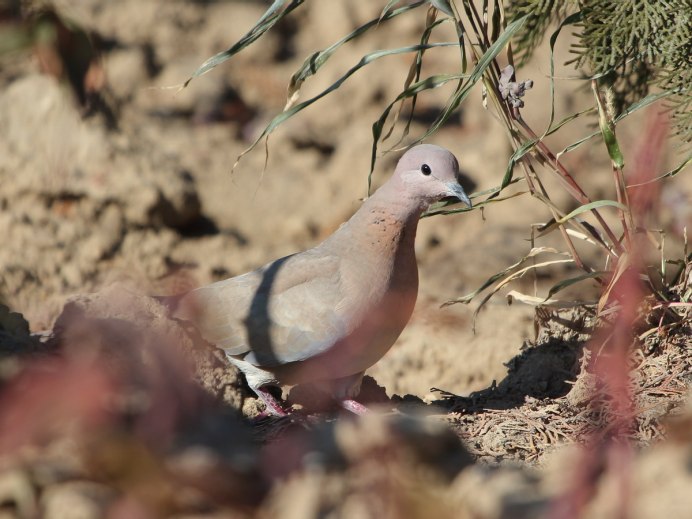 Дикий голубь Горлица