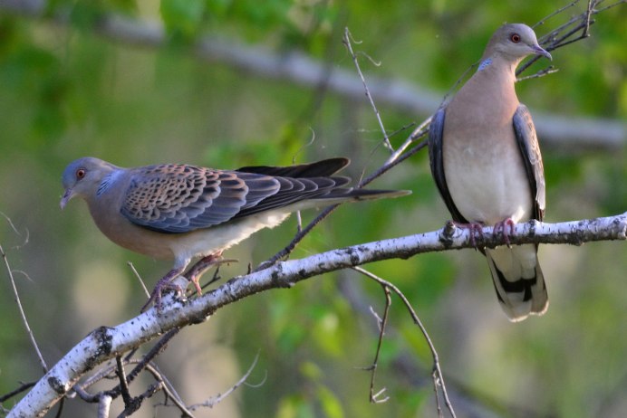Зеленокрылая Горлица