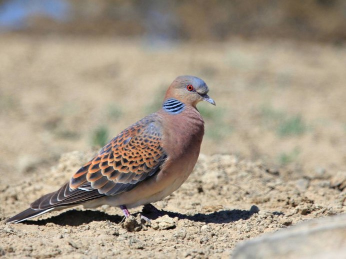 Птица Горлица кольчатая