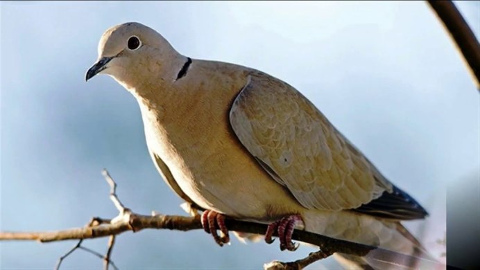 Вяхирь самка