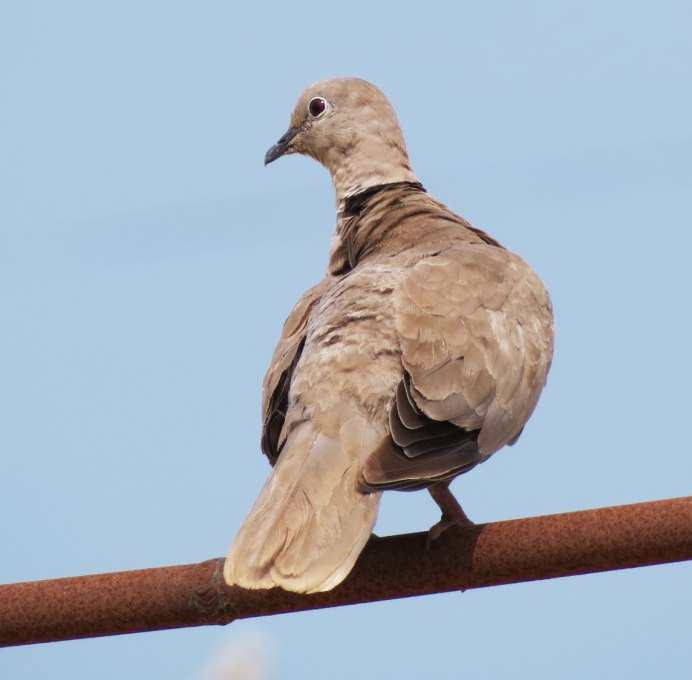 Кольчатая Горлица