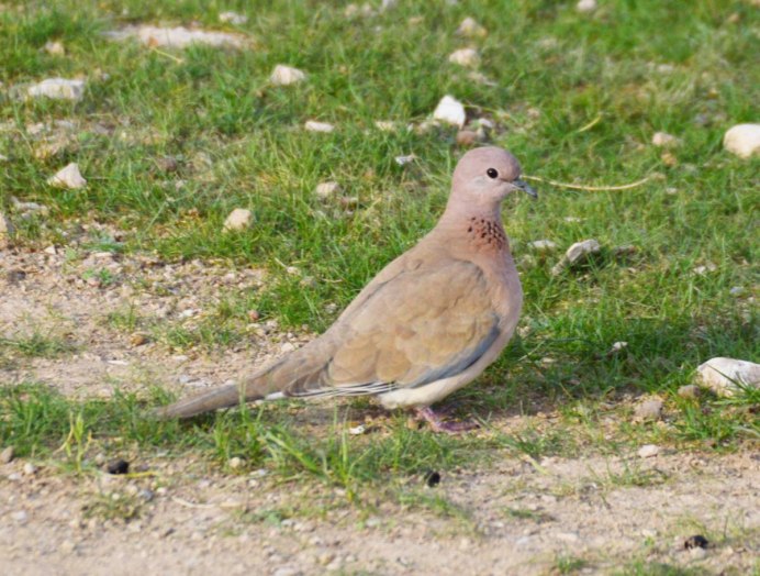 Горлышка голубь