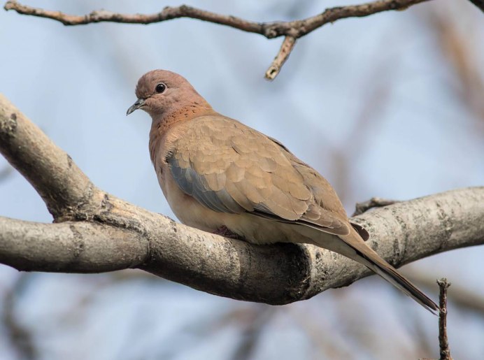 Сенегальская Горлица