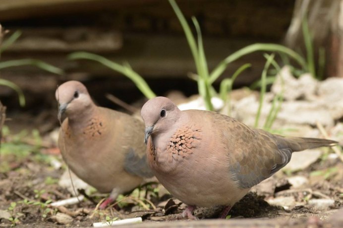 Среднеазиатская Горлица