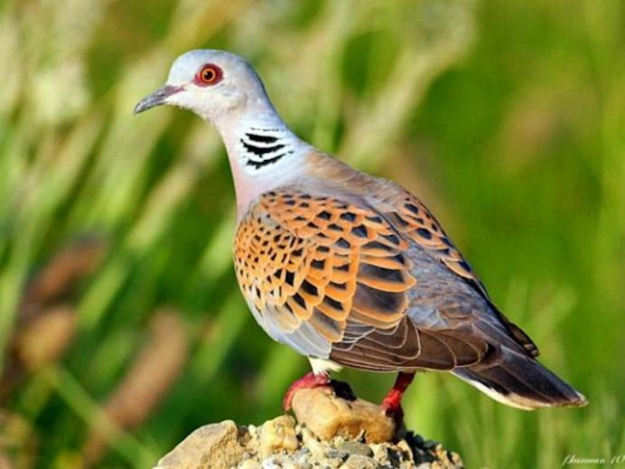 Горлица Уральская