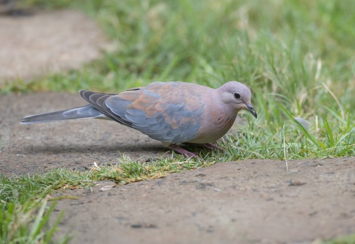Горлица Сокорро