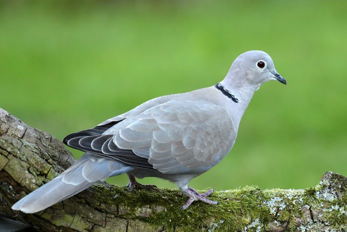 Среднеазиатская Горлица